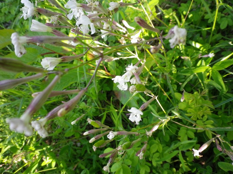 Fiori a trombetta -  Silene cfr. italica.